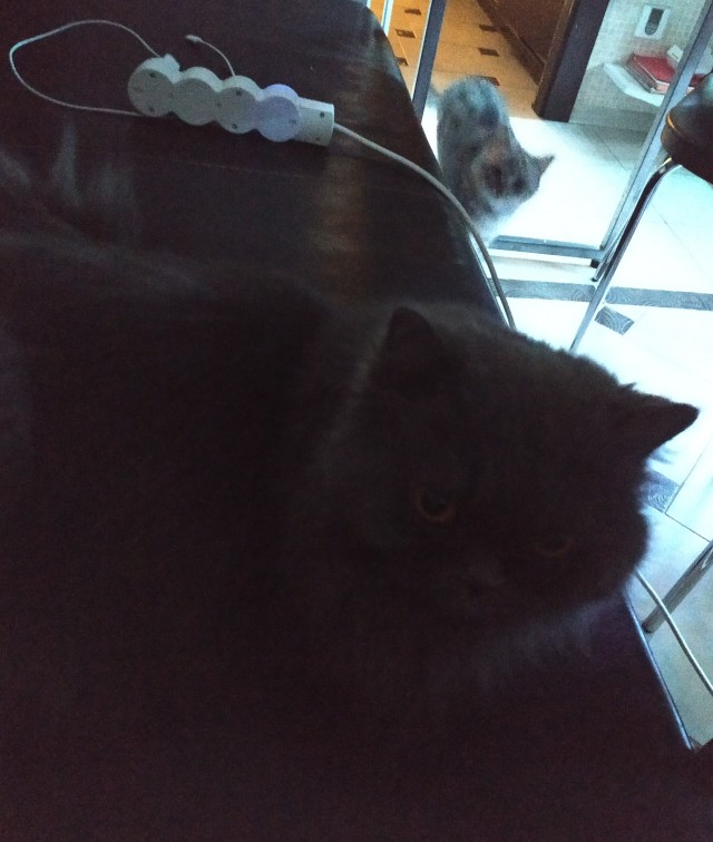 Давайте по котикам, которые с нами на самоизоляции