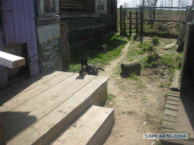 Жизнь домашнего приюта для котеек 286