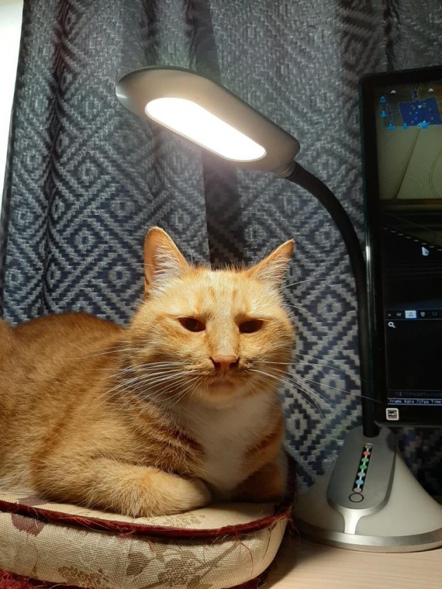 "Удоли!" Дурацкие фото котеек, которые они просили не показывать