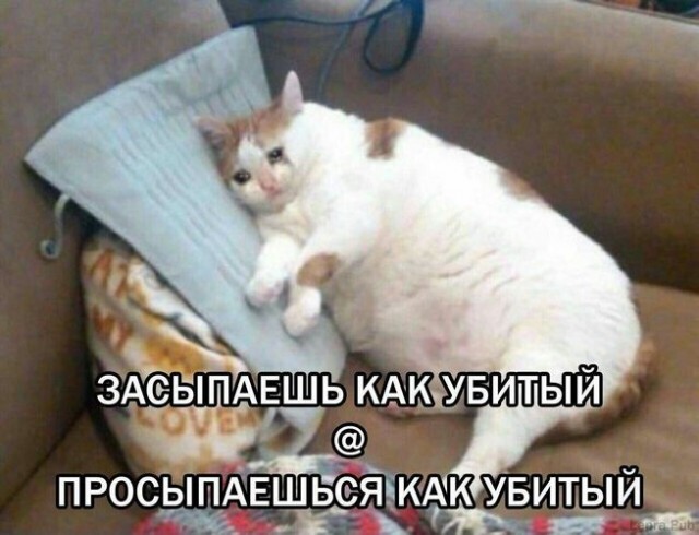 Жиза (наверное с каждым бывало)