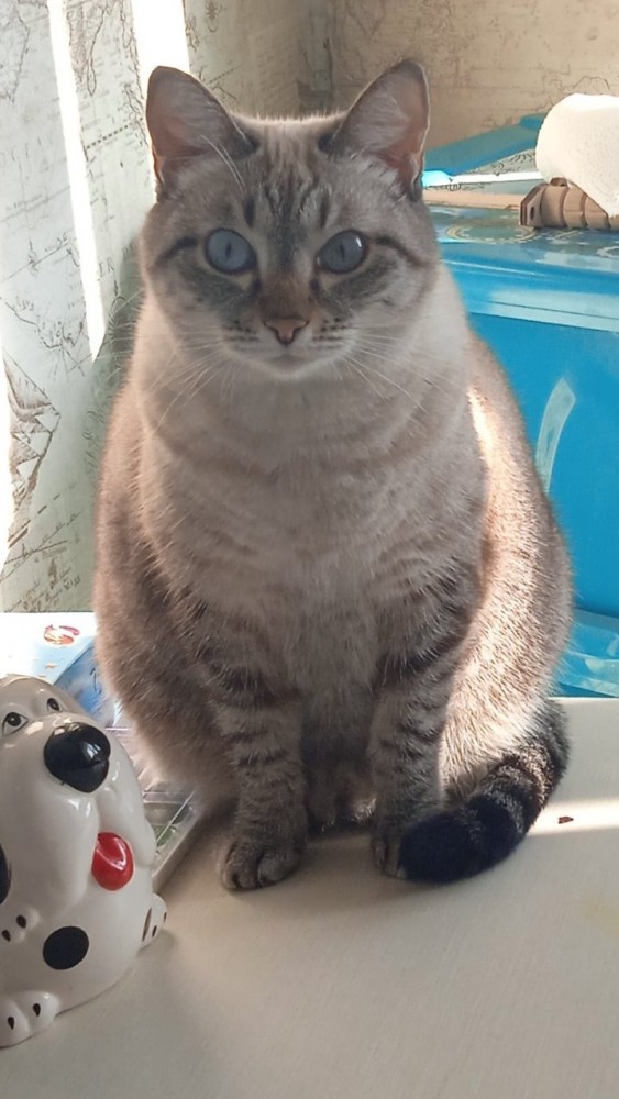 Котовторник 14.09.2021