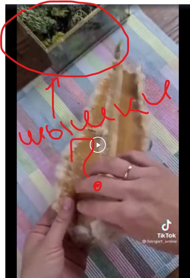 Самое неожиданное применение рогоза