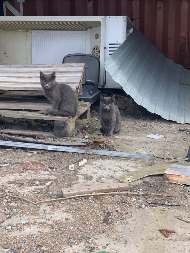 Мой кот, прошу любить и жаловать