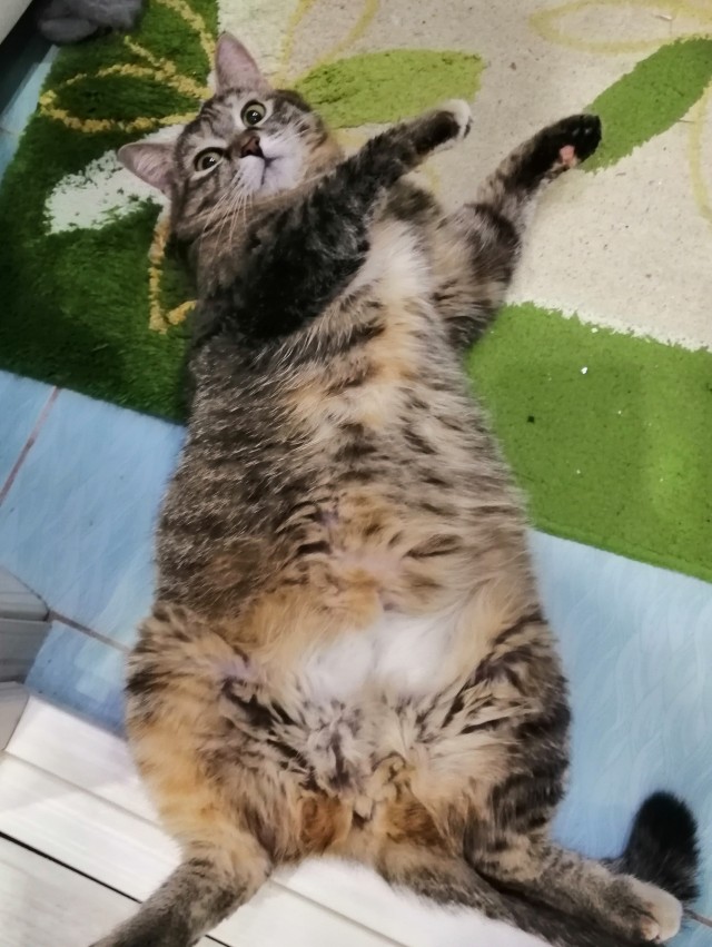 Ну, поехали в котоввторник!