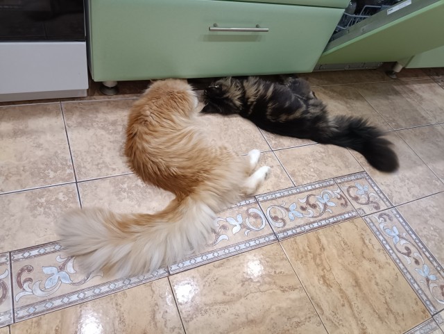 Кошка