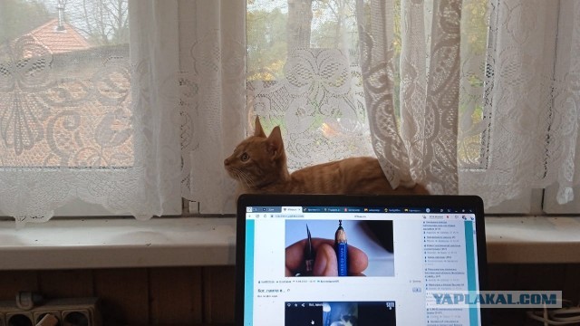 С Котовторником вас! Зовут Чеса!