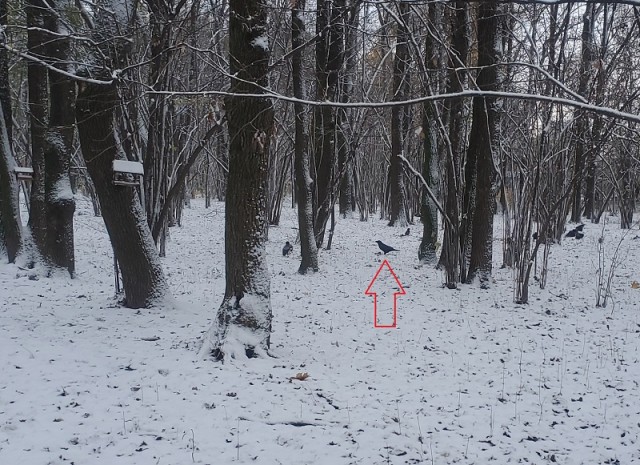 Интересное про ворОн и вОронов