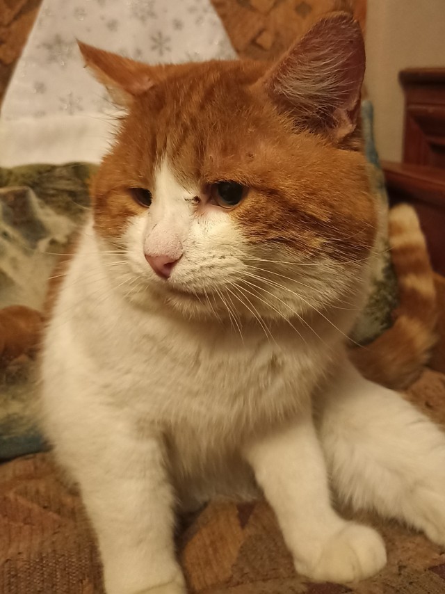 С годом кота граждане Яповцы