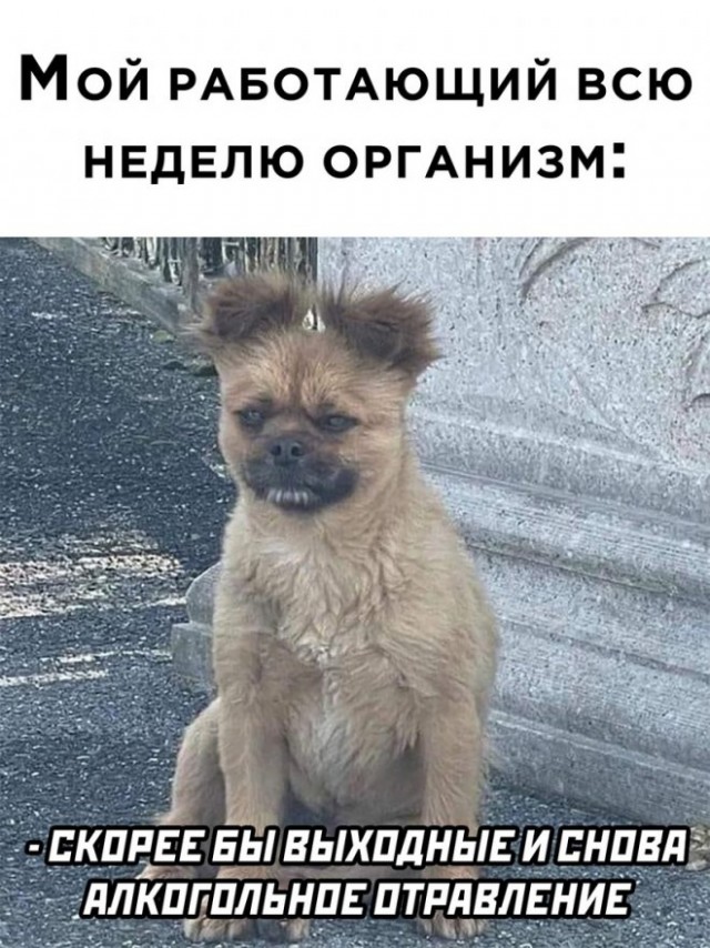 Картинки и мемы, всем хороших выходных