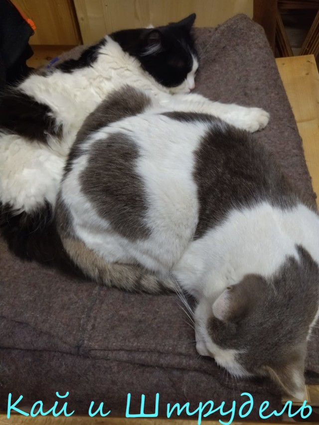 Жизнь домашнего приюта "Котоленд" 392