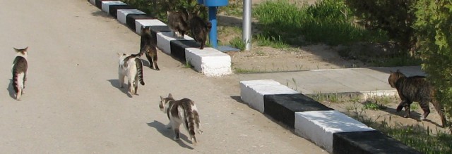 Из жизни одичавших кошек