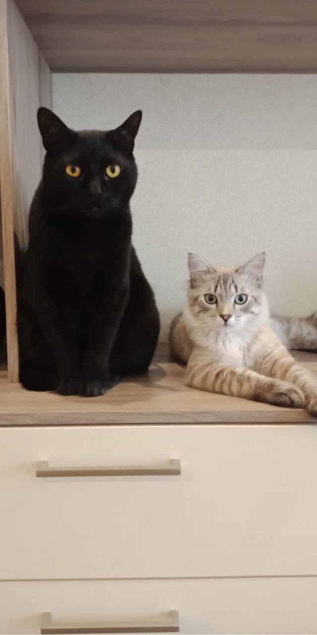 Котовторник! 16+ Коллеги-рабы, отмечаемся, у кого хозяину много лет!