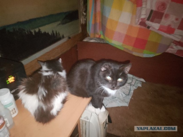 Жизнь домашнего приюта для котеек 471