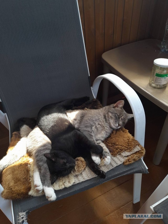 Котофей привел кента с улицы