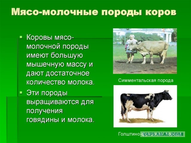 Американка с крепкими белыми зубами