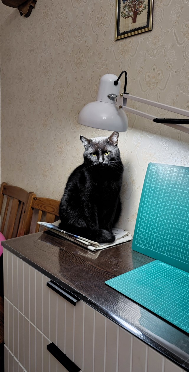 Котовторник