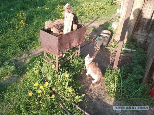 Жизнь домашнего приюта для котеек 494