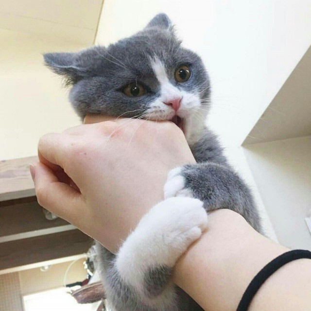 В Стамбуле владелец магазина приютил бездомного кота.
