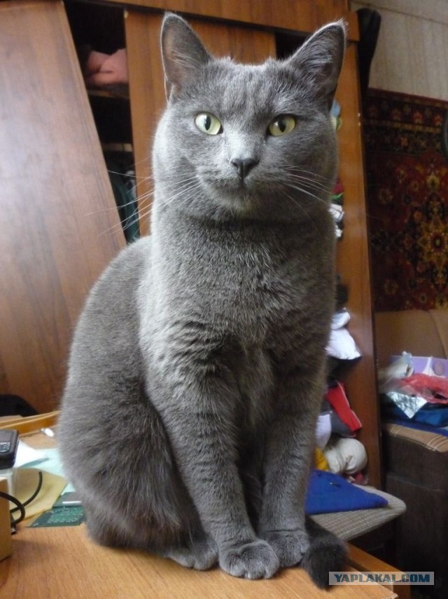 Котовторник 21.05.2013