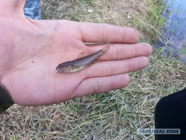 Подумал, решил, сделал