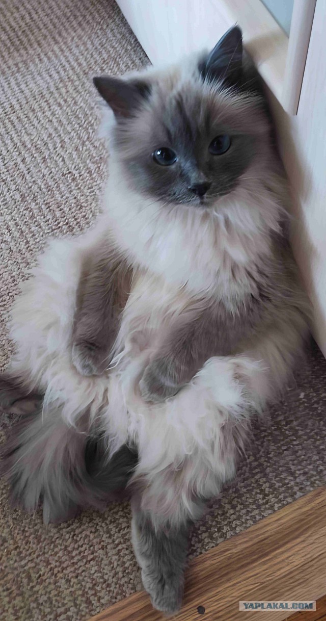 Смешные коты, которые бы победили на конкурсе абсурдных фотографий