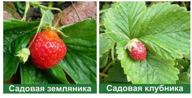 Клубника поштучно не продаётся