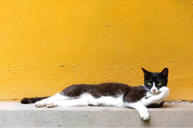 К котовторнику красивое