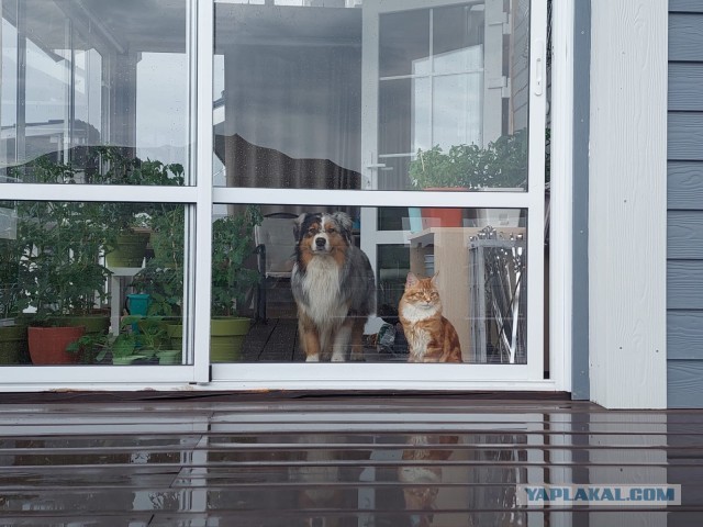 К предстоящему котовторнику