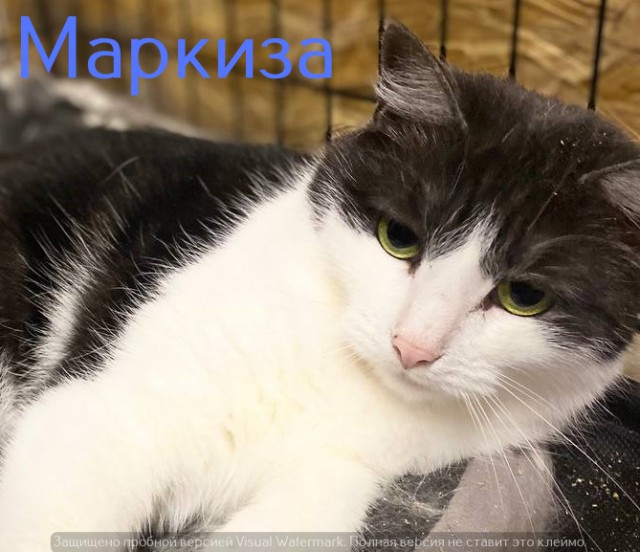 Жизнь домашнего приюта "Котоленд" 524. Нам сегодня 10 лет!
