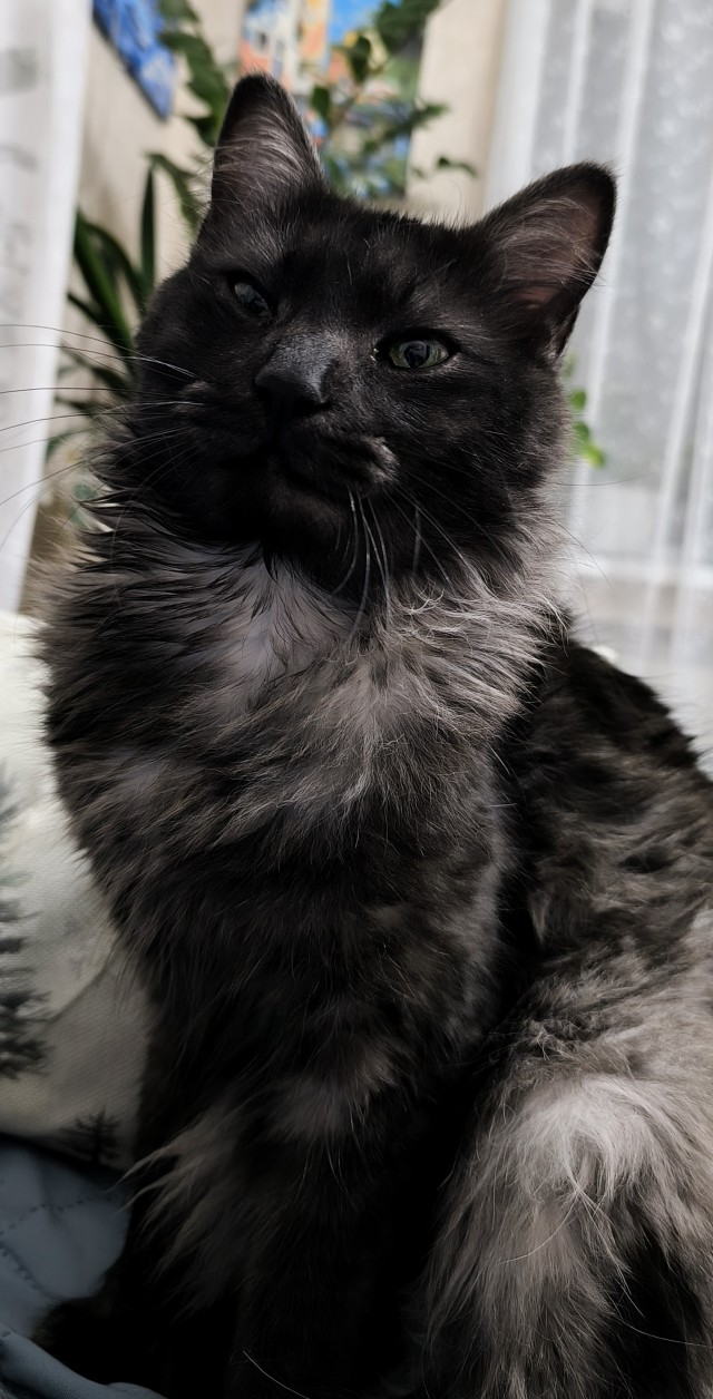 Котофторник жеж