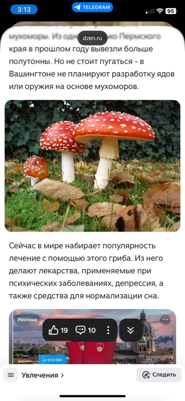 Жители Нарвы настойчиво пытались провезти из России в Эстонию мешки с мухоморами