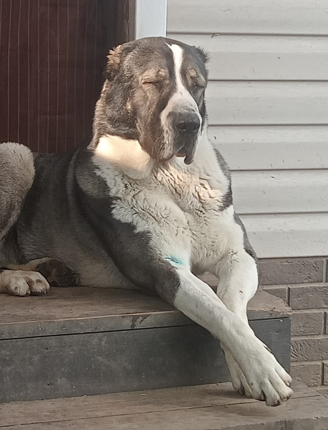 Пёс помощник