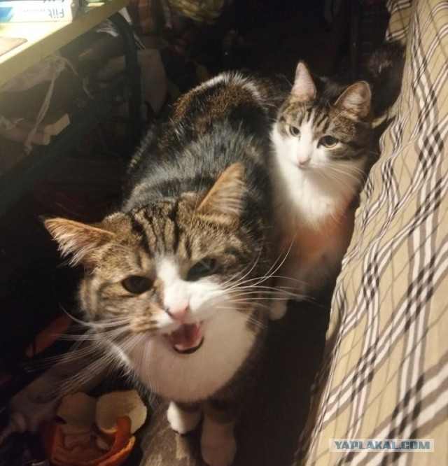 Котовторник же, хватит спать!