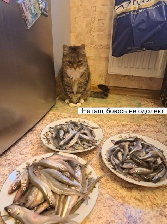 Забавные картинки, шутки из этих ваших интернетов