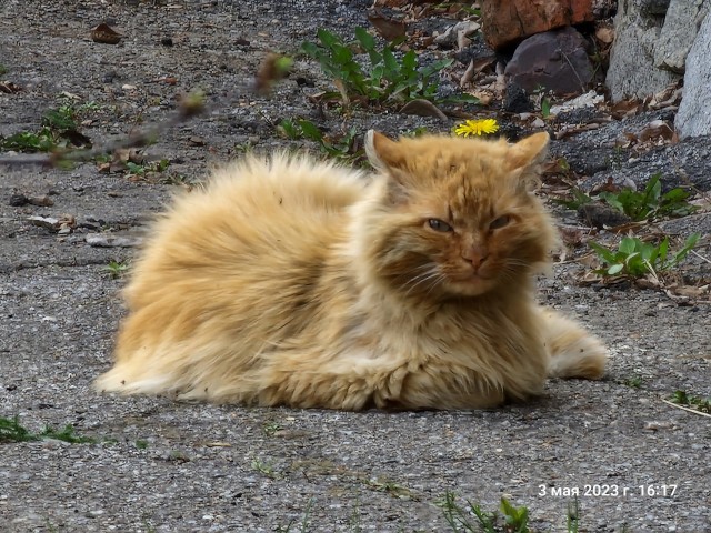 Дворовые коты
