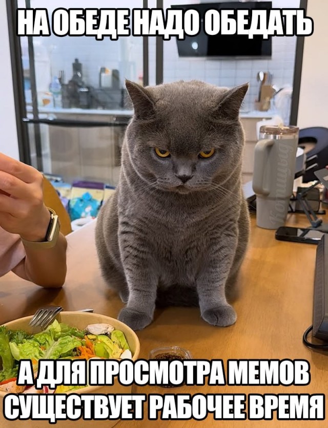 Картинки для деградации 295 (разной степени свежести)