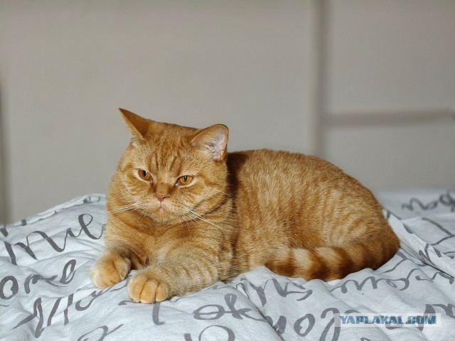 К-котовторник