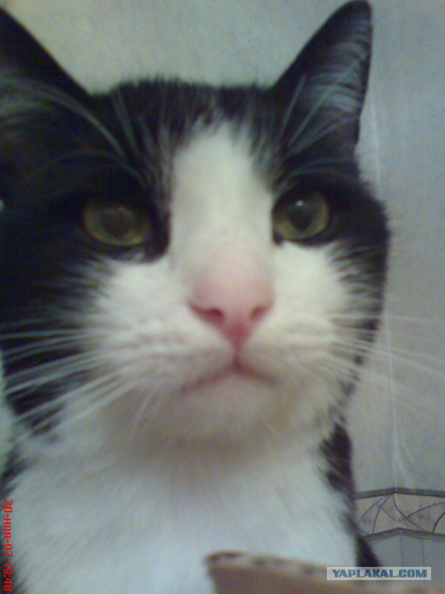 Котовторник 25.02.2014
