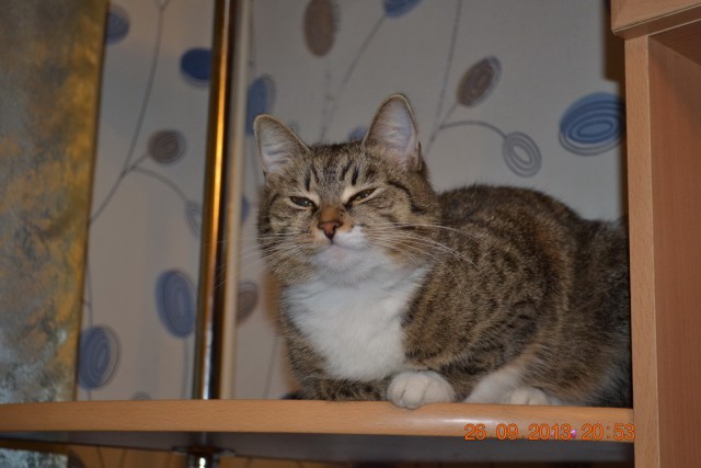 Котовторник  25.03.2014