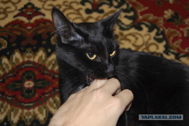 Котовторник 6.05.2014