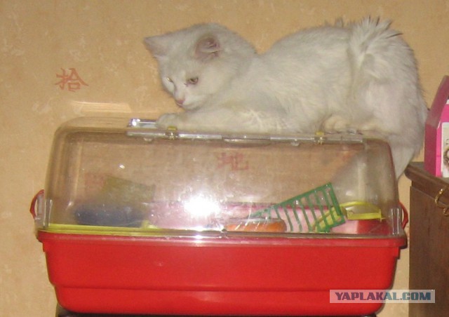 Котовторник 28.10.2014