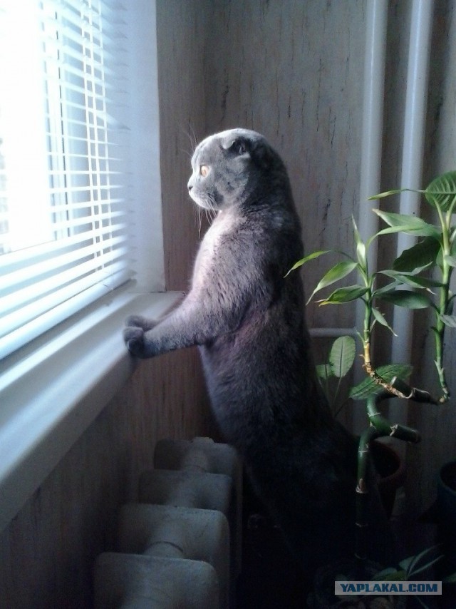 Котовторник 2.12.14