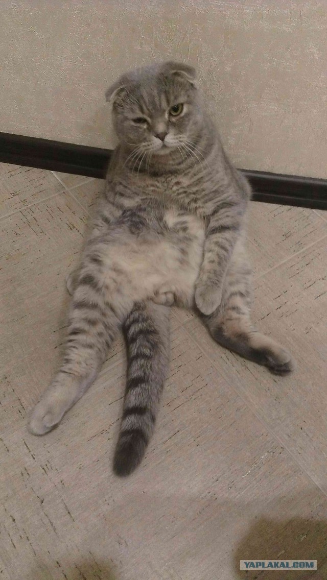 Котовторник 9.12.2014