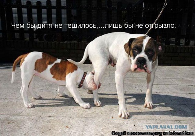 Собакочетверг 17.09.2015