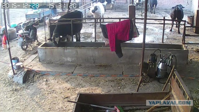 За что я люблю китайцев