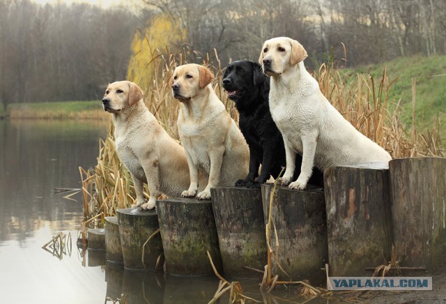 Собакочетверг