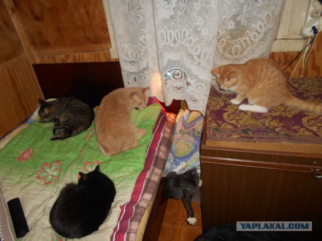 Жизнь домашнего приюта для котеек 97