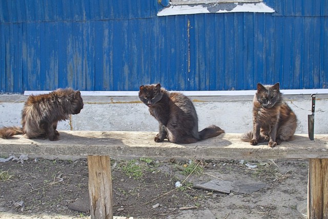 Деревенские коты