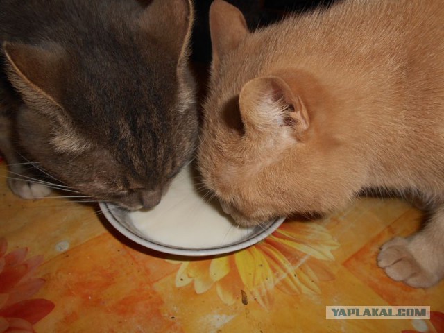 Жизнь домашнего приюта для котеек 101