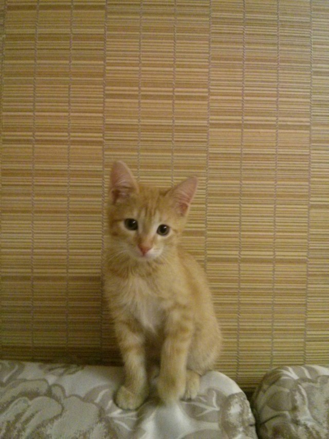 Котовторник  01.03.2016